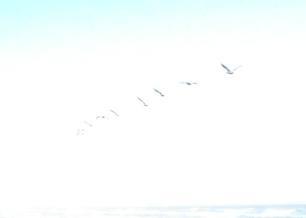 Birds!
